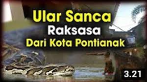 We did not find results for: Geger Ular Raksasa Masuk Rumah Di Pontianak Mirip Sanca Kembang Yang Telan Manusia Dewasa Di Mamuju Halaman All Tribun Pontianak