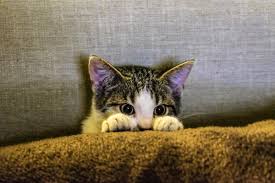 British shorthairs are undemanding, independent cats—making them a good fit if you have a busier lifestyle. How To Make Your Apartment Safe For Your Pet Ohmyapartment Apartmentratings