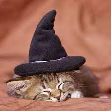 Cat 03 Kh0401 01 C Kimball Stock Tabby Kitten With Witch Hat Sleeping In Studio Cats With Hats Halloween Cat Cats
