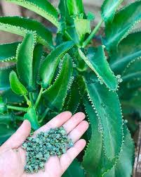 Mother Of Thousands Kalanchoe In 2020 Mini Garden Rose Garden Landscape Herb Garden Boxes