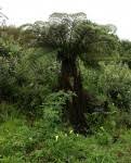 Image result for Cyathea mossambicensis