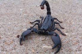 Physical traits of malaysian black scorpion. Emperor Scorpion Detailed Guide Care Diet And Breeding Shrimp And Snail Breeder