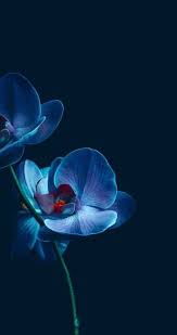 Garden Wallpaper Iphone Beautiful 43 Ideas In 2020 Blue Flower Wallpaper Blue Flowers Images Flower Wallpaper