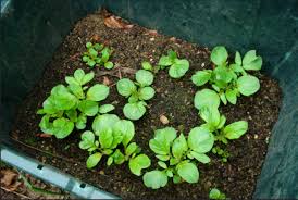 This will help your container garden drain better. Growing Potatoes In Plastic Containers Appropedia The Sustainability Wiki