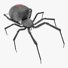 3d Black Widow Spider Rigged Model Black Widow Spider Spider Black Widow