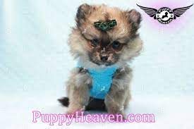 $300 (vevay) pic hide this posting restore restore this posting. Pomeranian Puppies For Sale In Los Angeles Craigslist Presa Canario Puppies For Sale From Reputable Funny Boxer Puppies Boxer Puppies For Sale Puppies For Sale