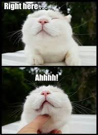 Right Here Ahhhh Cats Humor Cat Funny Meme Cute Lolcats Www Zazzle Com Kittyprettygifts Funny Bunnies Cat Memes Cute Animals