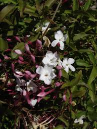 Image result for Jasminum breviflorum