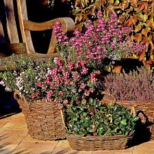 Gartenpflanzen & stauden bringen den garten zum leuchten. Herbst Pflanzen Und Deko Fur Balkon Und Terrasse Mein Schoner Garten