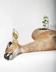 Katie Innamorato Cannulated Doe Terrarium From Taxidermy Art By Robert Marbury Artisan Books 2014 Photograph By Robert Marb Taxidermy Art Animal Art Art