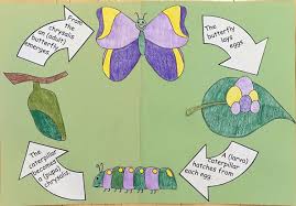 Butterfly Life Cycle Craft