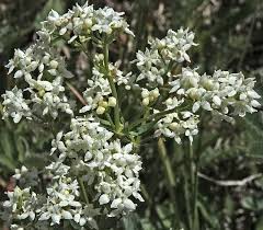 Image result for Galium