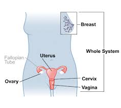 Female Reproductive System Medlineplus