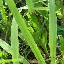 Image result for Axonopus