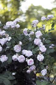 Als grundregel habe ich mir gemerkt: Rosen Schneiden Im Sommer Freudengarten
