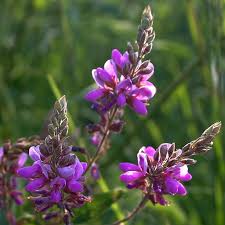 Image result for Desmodium