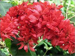 Pin On Wild Poinsettias