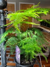 Image result for Asparagus setaceus