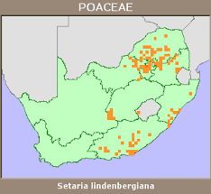 Image result for Setaria lindenbergiana