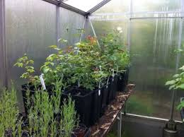 Glashaus Im Winter Rosenstecklinge In 2020 Rosenstecklinge Stecklinge Gewachs