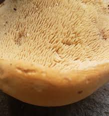 Image result for Hylodesmum repandum