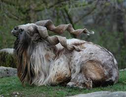 We did not find results for: Markhor The National Animal Of Pakistan