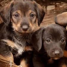 Only guaranteed quality, healthy puppies. Dachshund Puppies For Sale Available In Phoenix Tucson Az