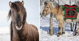 Meet 2 Amazing Horse Breeds That Are Designed To Survive In Subzero Climates