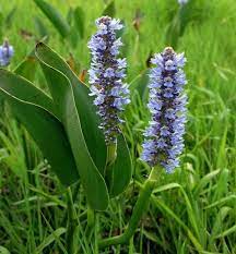 Growth of dense mats of vegetation provides excellent cover for pickerel fish which feed on the. Pickerel Weed Pontederia Cordata In Nova Scotia