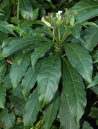 Image result for Rauvolfia nana