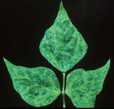 The viruses affecting beans in alabama fit into a group known as the mosaic viruses. Pest Of The Month Yellow Bean Mosaic Virus Growing Produce