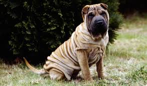 We are breeders of championship chinese shar pei puppies for sale. Chinese Shar Pei Dog Breed Information