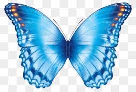 With these butterfly png images, you can directly use them in your design project without cutout. Butterfly Flying Gif Butterfly Effect Transparent Background Clipart 1257864 Pinclipart