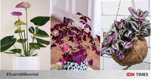 Bunga memiliki bermacam warna seperti warna merah muda (pink) ataupun ungu dan dapat anda demikian tadi artikel tentang nama nama bunga dan tanaman hias bunga beserta gambarnya yang. 5 Jenis Tanaman Dan Bunga Berwarna Ungu Yang Eksotis