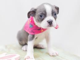 His offspring were crossed with french bulldogs—likely the origin. 63 Boston Terrier Blue Puppies L2sanpiero