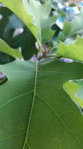 Baby live oak tree leaves. Baby Red Oak Tree I Grew This Little Tree From An Acorn Al Flickr
