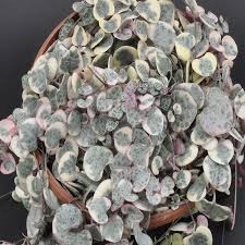 Image result for Ceropegia circinata