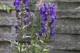 Tall flowers add height, visual impact, and structure to a border garden. 62 Types Of Purple Flowers With Pictures Flower Glossary