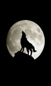 Full Moon Life Path Reading Wolf Wallpaper Wolf Howling Bark At The Moon You can also upload and share your favorite wolf howling at the moon wallpapers. wolf wallpaper wolf howling