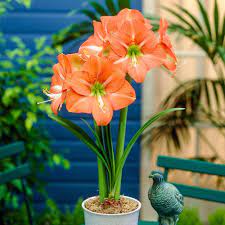 Breck S Nagano Amaryllis Hippeastrum Bulb 1 Pack 70983 The Home Depot Bulb Flowers Amaryllis Bulbs Amaryllis Flowers