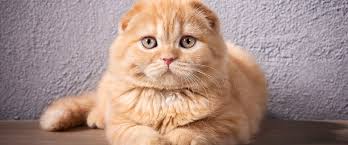 Scottish Fold Cat Breed Guide | TrustedHousesitters.com