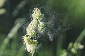 Maar er zijn ook planten die zich juist proberen te beschermen, om te voorkomen dat ze zelf worden opgegeten. Welke Medicinale Planten Voor Seizoensgebonden Allergische Rhinitis