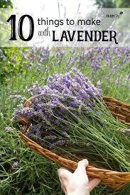 Dried buds, flowers and leaves are increasingly popular in cookery. 10 Things To Make With Lavender
