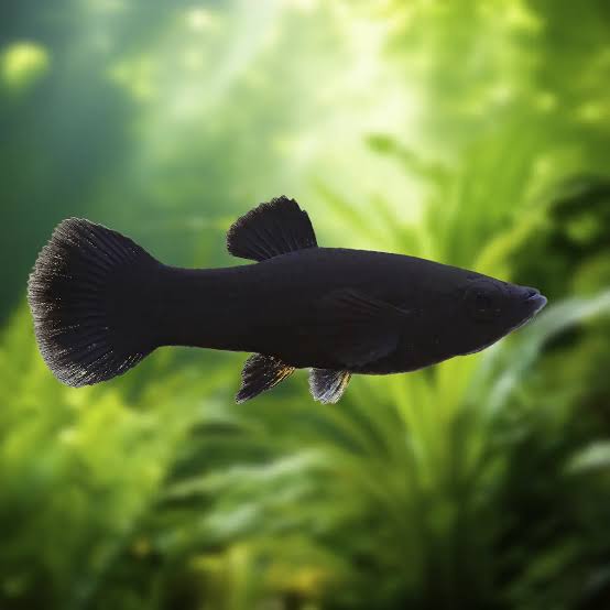 Molly Negro | Poecilia sphenops - Acuarios Nascapers
