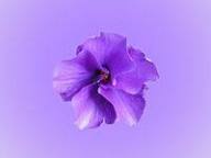 D&eacute;couvrez 9 id&eacute;es Violet | fond d'ecran pastel, fond d'&eacute;cran color&eacute;, fond d' &eacute;cran violet, fond d'&eacute;cran t&eacute;l&eacute;phone et bien plus encore