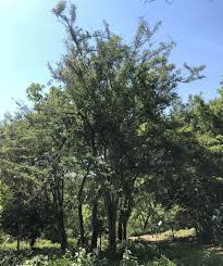 Image result for Dalbergia