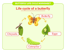Includes images of baby animals, flowers, rain showers, and more. Butterfly Life Cycle Worksheet Download Free Printables For Kids