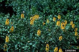 Image result for Senna didymobotrya