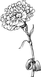 Pin On Flower Line Drawings
