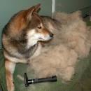 How To Manage Shiba Inu Shedding - My First Shiba Inu